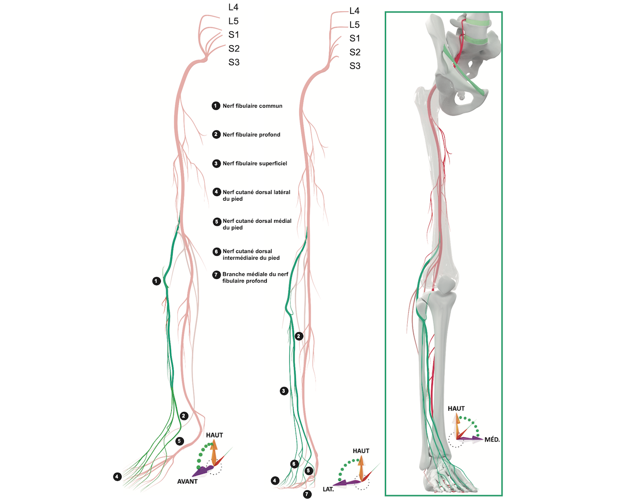 10.1.3.6 Le nerf fibulaire - Campus de Neurochirurgie