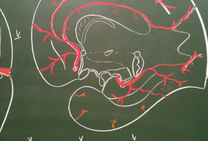 Figure 5. Dessin anatomique de l'artère péricalleuse au tableau, Pr. (...)