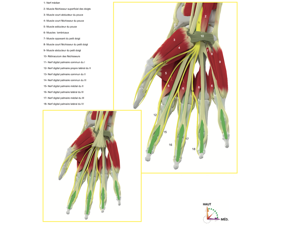 10.1.2.5 Le nerf médian - Campus de Neurochirurgie